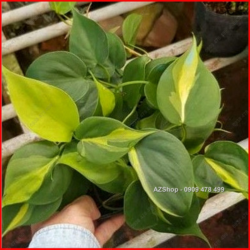 Chậu Trầu Bà Sọc Vàng Brazil - Philodenron Brazil