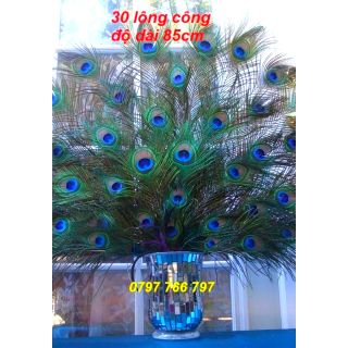 Lông công trang trí. Combo 30 lông, độ dài 85cm. Sản phẩm lông chim công Ấn Độ thuần chủng