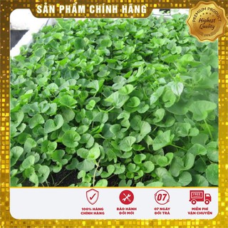 Hạt giống rau má rau gia vị sach ngon dễ trồng