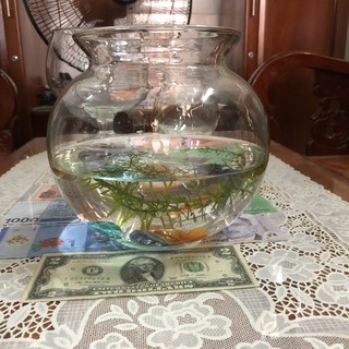 Mẫu BCT1 Chậu, Chân Ly, Bình, Hồ Bễ, Ống,Thố ,Bèo Thủy Tinh Trồng Cây Thủy Sinh và Nuôi Cá