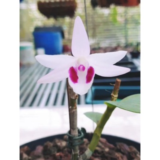 Ki phi điệp ám địch quả