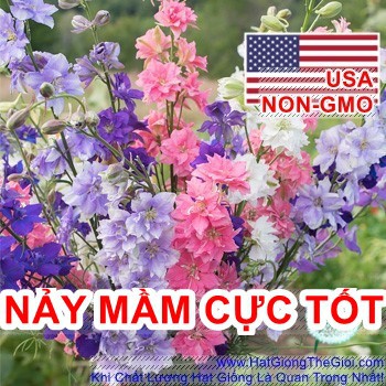 50h Hạt Giống Hoa Phi Yến Mix Màu (TLB3| -KD: B15*V45*M177)