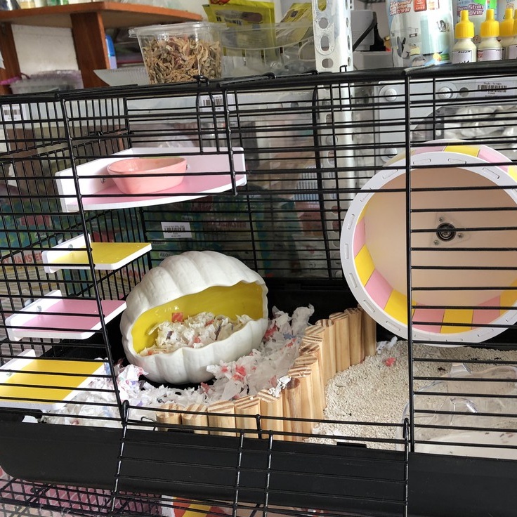 Nhà ngủ sứ hamster, VỎ SÒ xịn sò