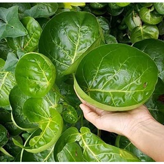 Đinh lăng lá chén ứng dụng cao trong cuộc sống