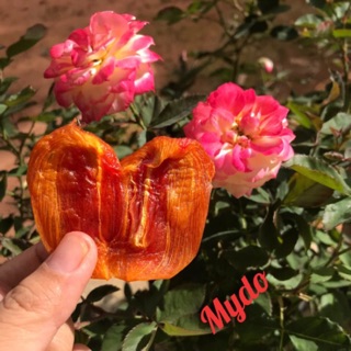 Hồng sấy dẻo _hình thật