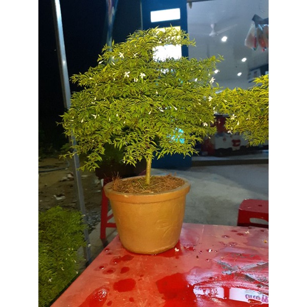 Mai chiếu thủy lá rêu