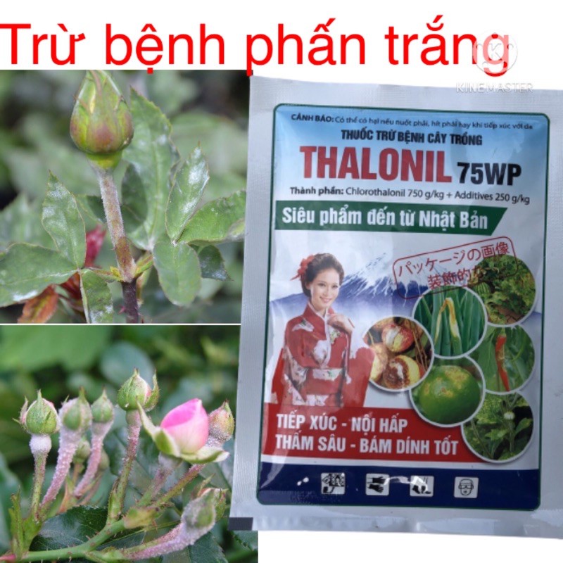 Chế phẩm xử lý bệnh Phấn trắng, đốm vàng lá trên hoa hồng và rau màu Thalonil 75ƯP gói 35g ( thành phần như Daconil)