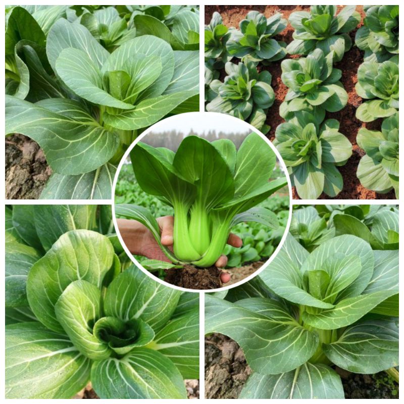 Hạt giống cải Pockoy xanh