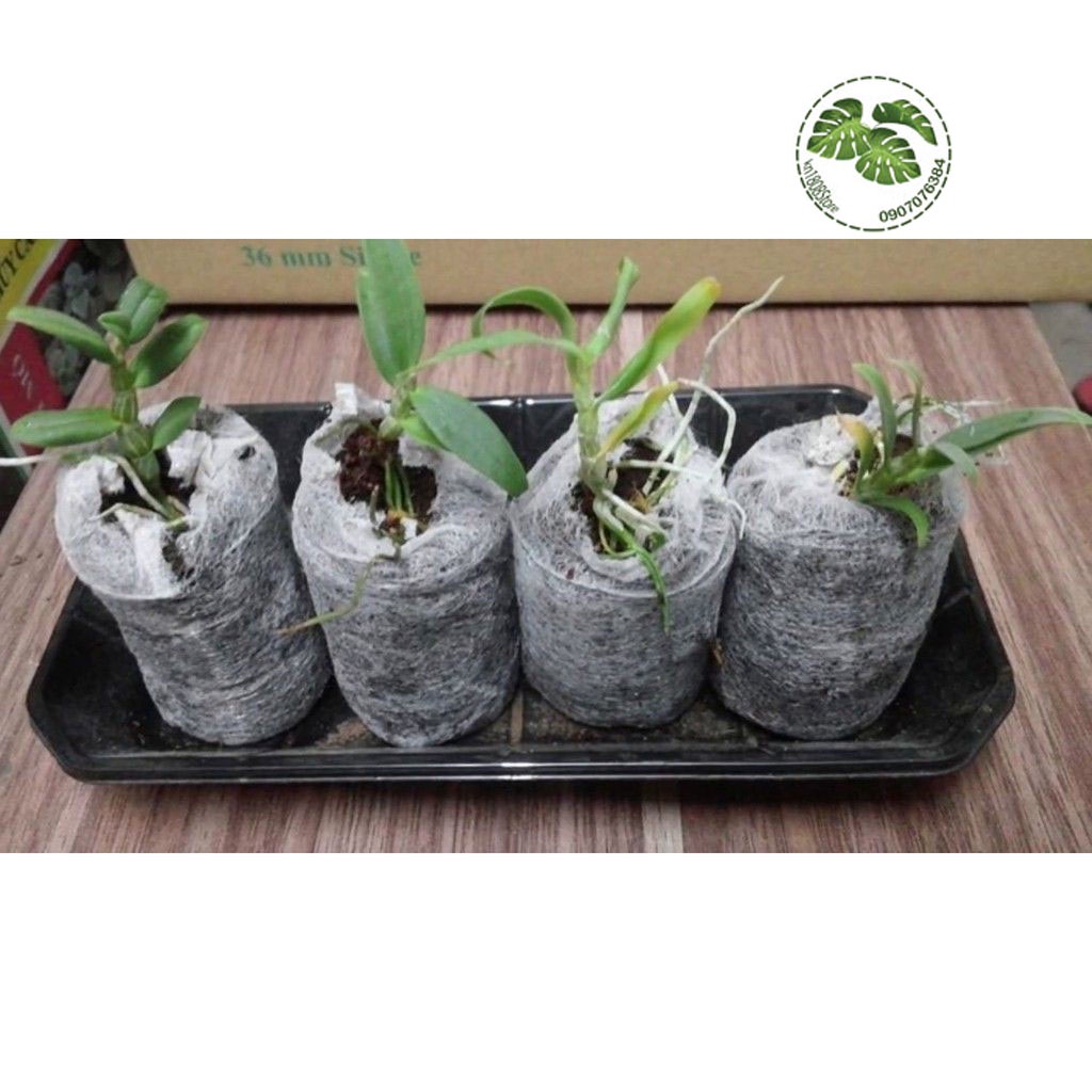 Viên nén xơ dừa 🌸FREE SHIP🌸 Viên nén xơ dừa hữu cơ ươm lan trồng rau, dâu tây, thủy canh (loại lớn cao 60mm) KN18
