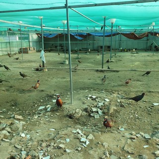 Trứng chim trĩ 150k/ 10 quả