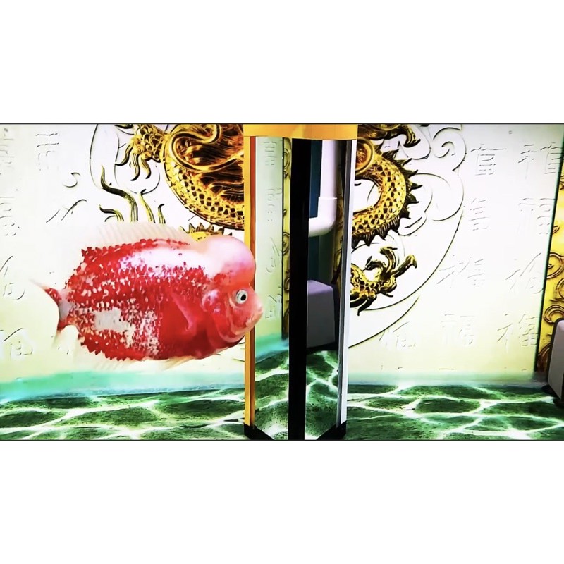 Kính kè cá la hán