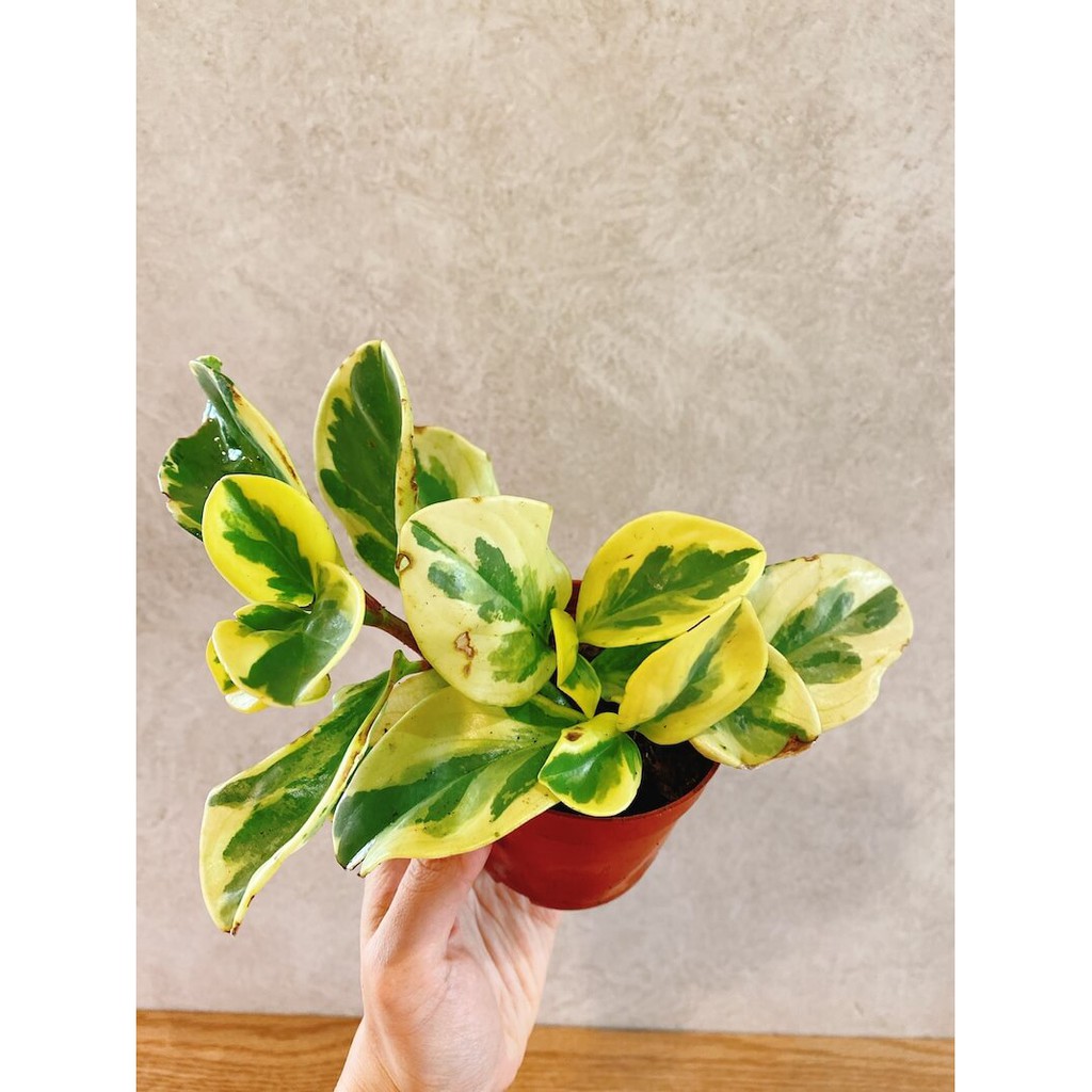 Cây Peperomia obtusifolia Marble (Viên Diệp Tiêu Thảo Lá Cẩm Thạch)