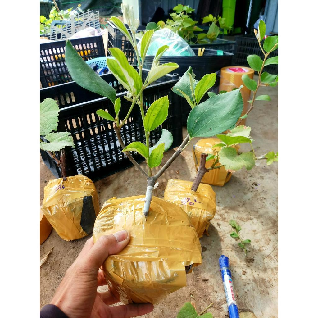 Cây Giống Táo Thái Leo Giàn Ninh Thuận