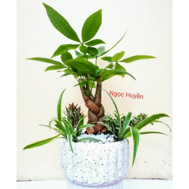 Chậu cây tiểu cảnh Kim Ngân, Cỏ Lan Chi- Sự Thịnh Vượng, May Mắn, Phát Lộc- Shop Nhận trồng cây tiểu cảnh theo yêu cầu