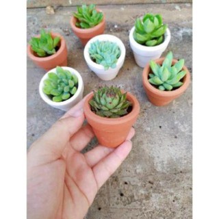 Chậu sen đá trơn mini 5cm   - Tonmanhnt988