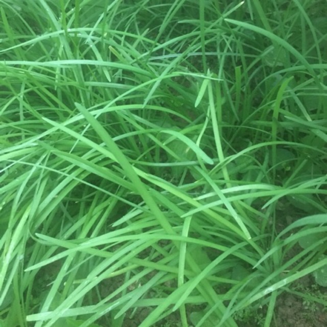 Cây hẹ giống (10-15 cây)