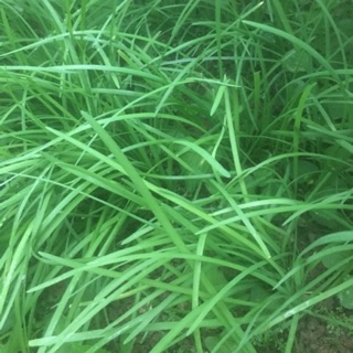 Cây hẹ giống (10-15 cây)