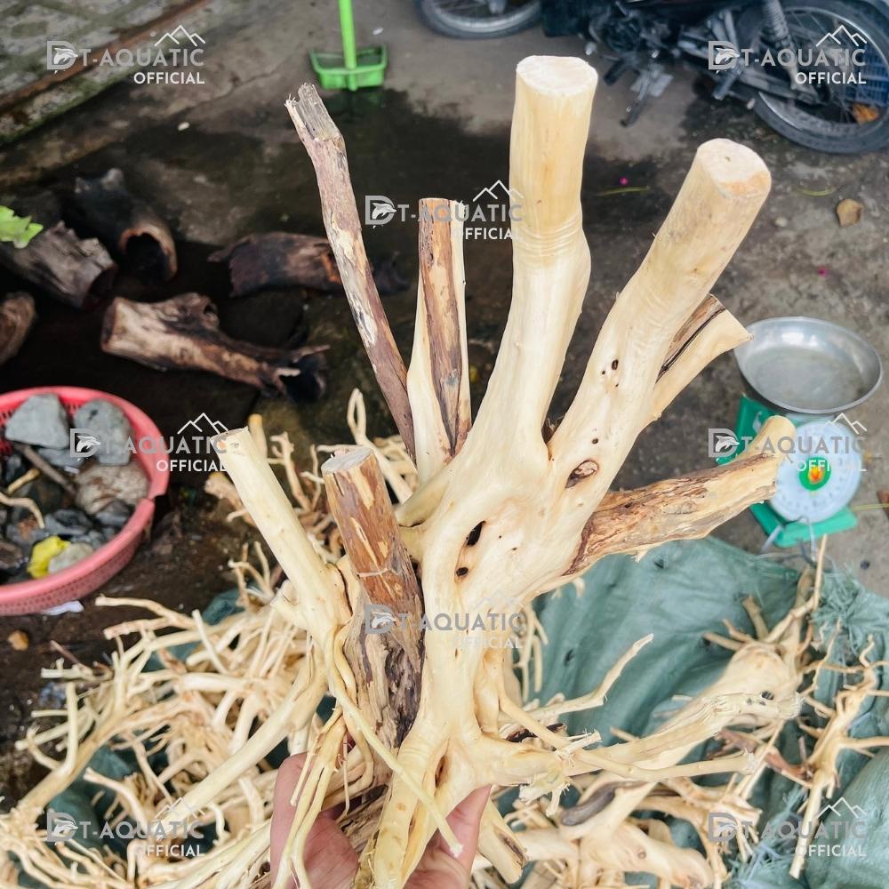 Lũa Thủy Sinh Hải Sa Quỳ (Chọn Theo Kích Thước hồ) Hàng Đẹp - Trang Trí Bể Cá Cảnh, Setup Bể Thủy Sinh