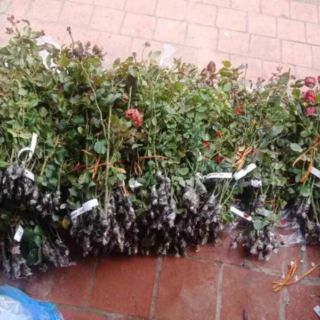 Com bo 2Cành chiết hồng leo pháp