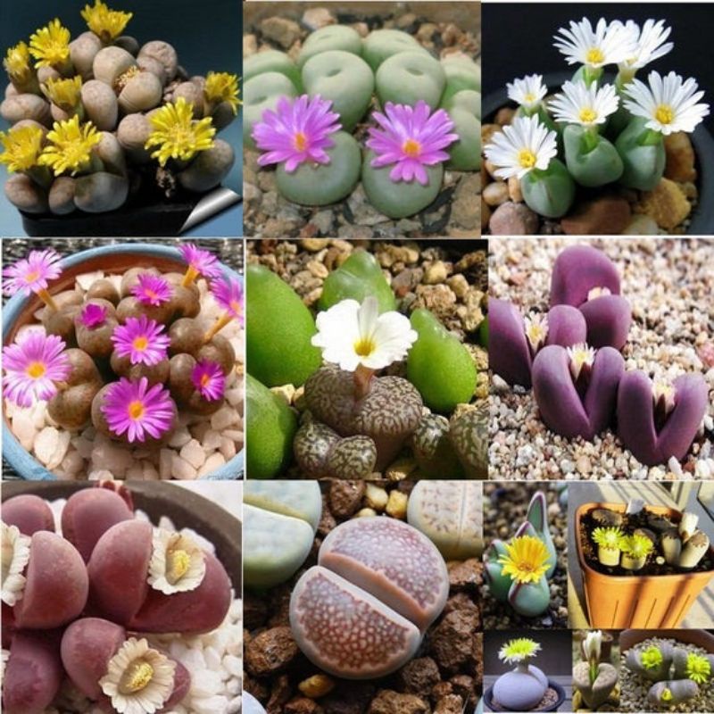 ($ale 50%)Sen Mông-Lithops siêu đẹp (lưu ý gửi từ 5k) mua 10 tặng 1
