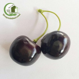 Chùm hai trái cherry giả màu đỏ mận