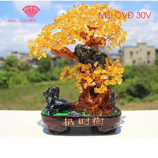 CÂY TÀI LỘC ĐÁ PHONG THỦY