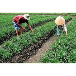 Hạt Giống Hẹ RaĐo 83 - Rạng Đông