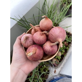 Hành tím củ to, hành khô củ to làm hành phi(1kg)