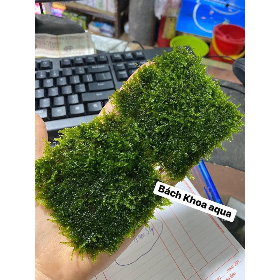 Cây thủy sinh- Rêu Minitaiwan 10x10cm