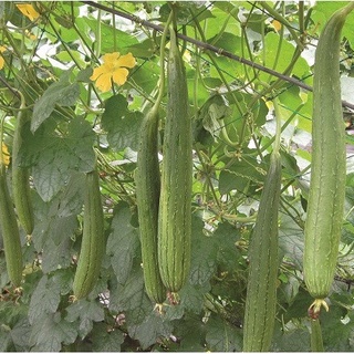 Hạt Giống Mướp Hương Thái Lan