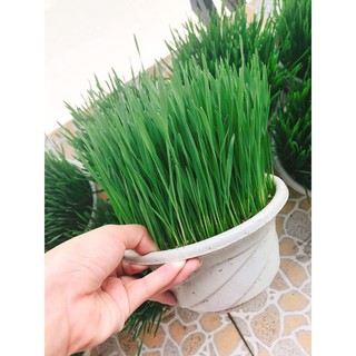Hạt giống cỏ mèo/hạt giống lúa mạch (Wheat grass)