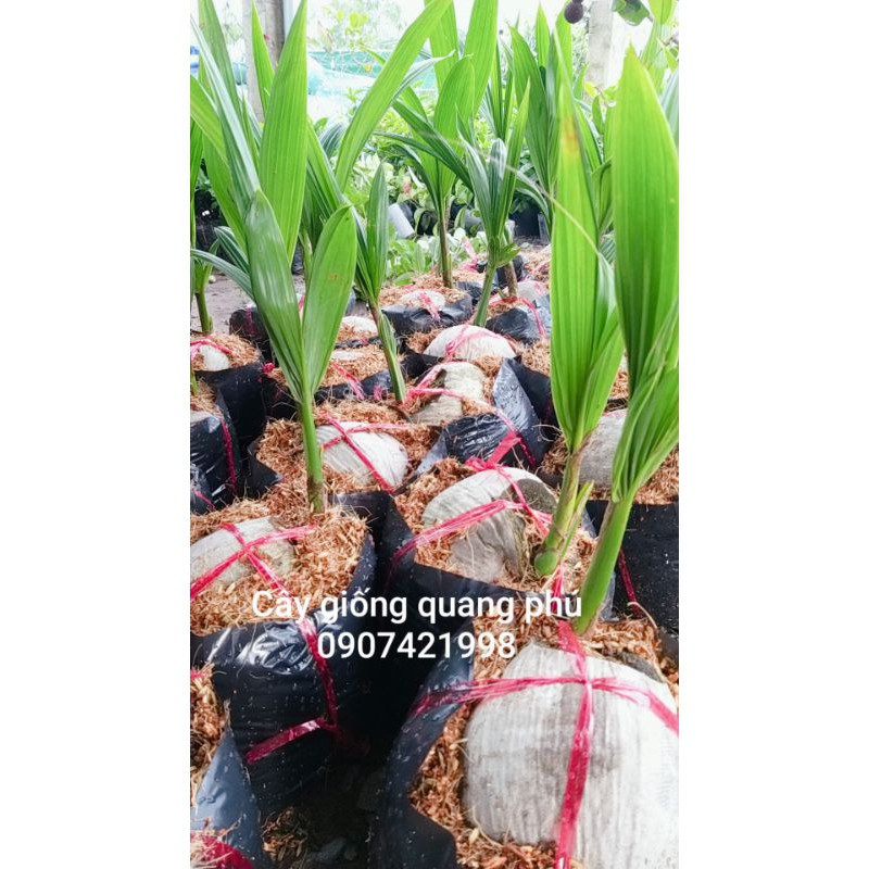 CÂY GIỐNG DỪA XIÊM DỨA