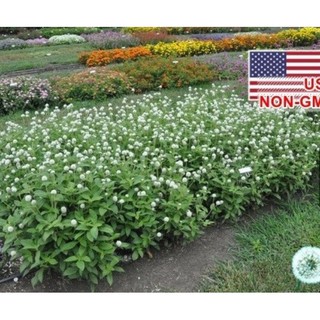 50 Hạt giống hoa Bách nhật trắng