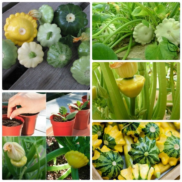 Hạt_Giống_Bí_Đĩa_Bay_Mix 15 hạt( tặng kèm kích mầm và phân bón )