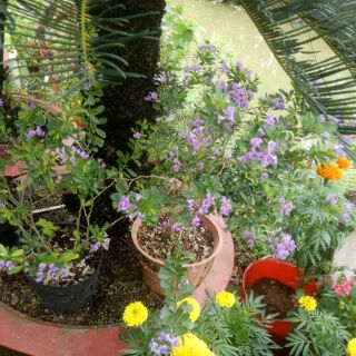 Chậu cây hoa Linh Sam Siêu Bông ( cao 50-70cm )