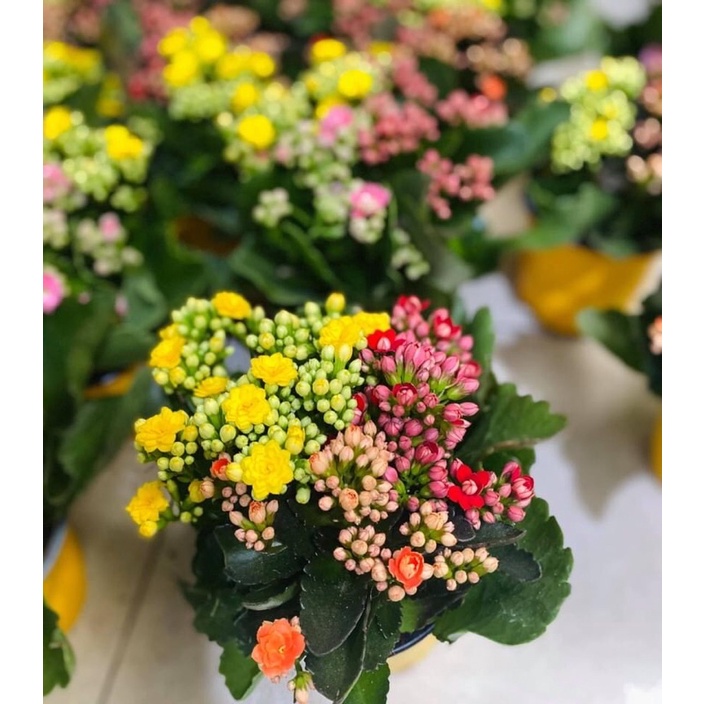 Chậu 3-4cây bỏng hoa kép mix màu, cây sống đời hoa kép