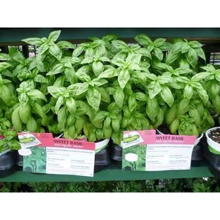 Hạt giống basil xanh