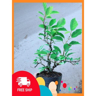 Cây Khế Bonsai