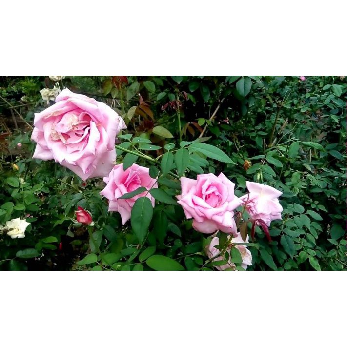 Hạt Giống Hoa Hồng Bụi Mix Đủ Màu 10 hạt (Tặng kèm phân bón kích mầm nhanh và hạt giống hướng dương lùn))