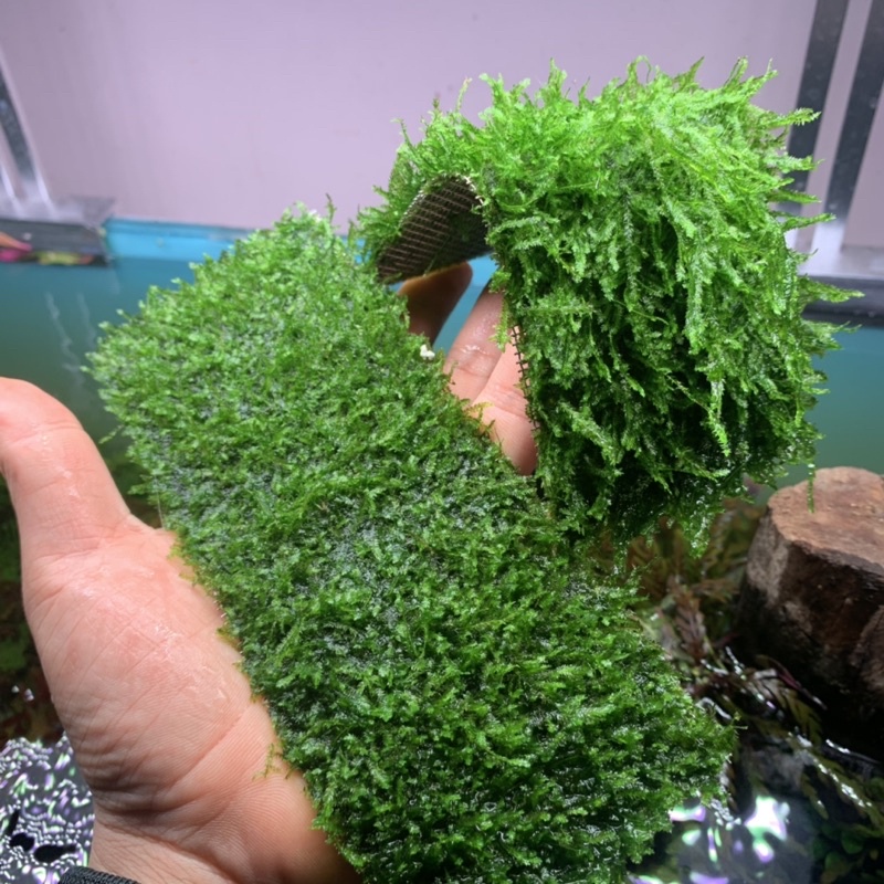 Rêu mini taiwan vỉ 20x8cm minitaiwan Rêu Thủy sinh dễ trồng
