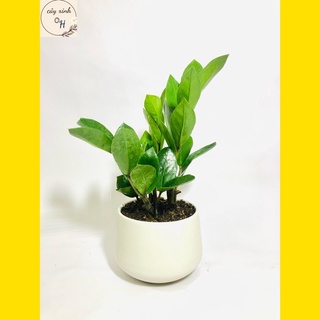 Cây kim tiền-cây kim phát tài để bàn mang may mắn tài lộc kèm chậu gốm để bàn