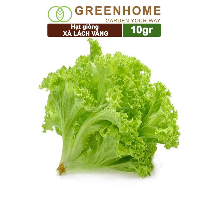 Hạt giống rau Xà lách vàng, gói 10g, dễ trồng, thu hoạch nhanh R13 |Greenhome