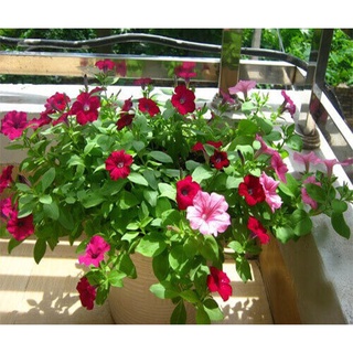 Hạt giống dạ yến thảo mix màu (tặng kèm phân bón và kích mầm)