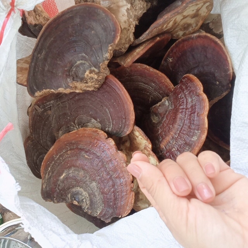 Nấm Linh Chi rừng nguyên tai loại 1 to đẹp hàng chuẩn rừng