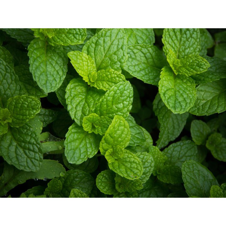 100h hạt giống rau húng bạc hà - húng lủi ( Mentha arvensis )