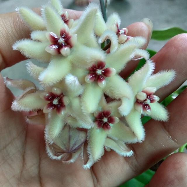 CẨM CÙ BUOTII