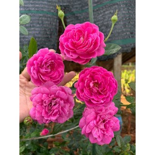 cây hoa Hồng Blue boy rose