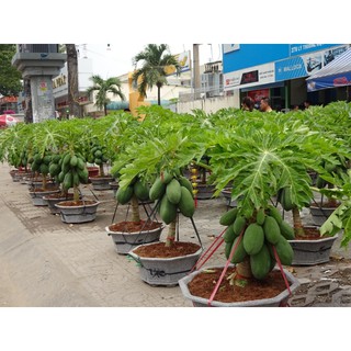 Hạt Giống Đu Đủ Lùn