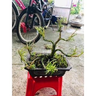 Cành giống hoa mười giờ nhiều màu