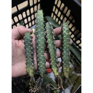 XƯƠNG RỒNG THƯỚC KẺ 22K/CÂY